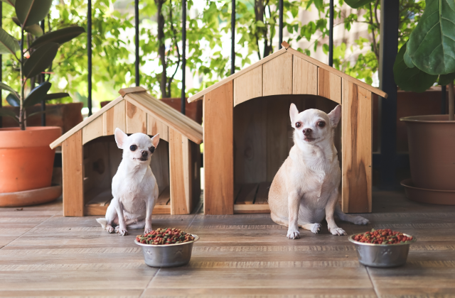 犬小屋の前にいる2匹の犬