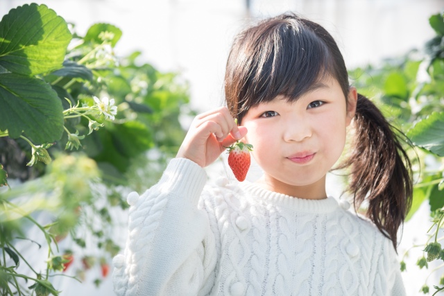 羽後町でいちご狩りをたのしもう